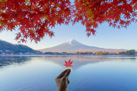 藤枫叶图片