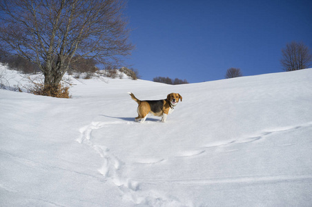 雪地里的快乐狗