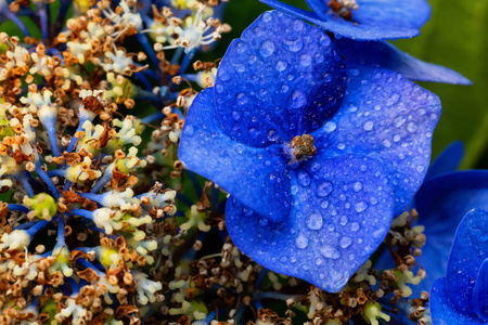 美丽的蓝色花朵，绣球花