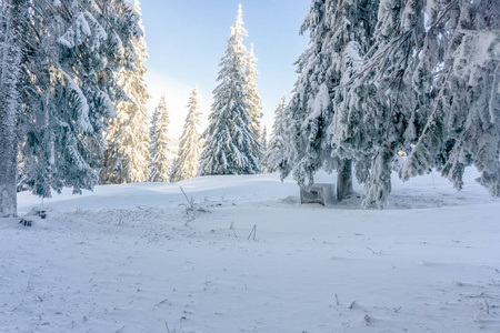 假日 寒冷的 霍尔 童话 森林 季节 自然 降雪 天气 小山