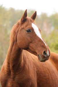 Head portrait of a young thoroughbred stallion on ranch 