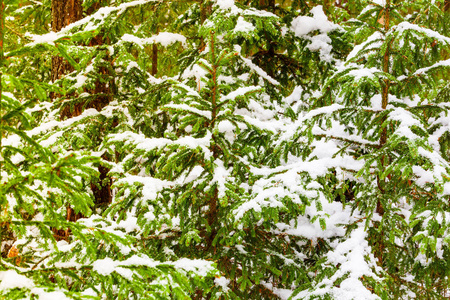 幼小的云杉被大雪覆盖，冬景。新鲜空气概念