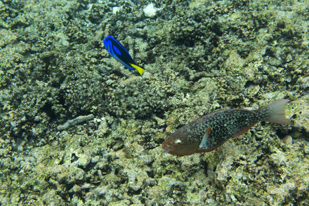 Blue surgeonfish swimming in Seychelles 