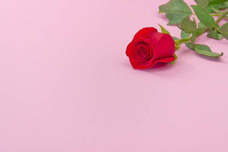 粉红色背景上美丽的单朵玫瑰。情人节的概念，母亲节，3月8日。