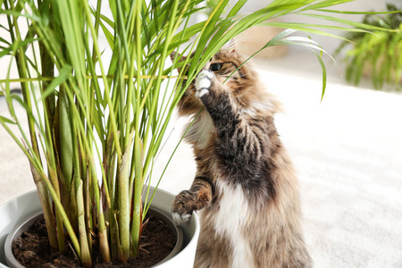 有趣的 地板 室内植物 猫科动物 长的 爪子 毛皮 宠物