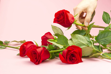 年轻人的手举起粉红色背景上的红玫瑰。在3月8日的情人节，母亲节，为你心爱的人选择一朵完美的玫瑰。