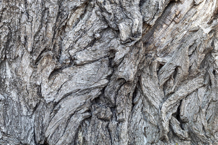 特写镜头 树皮 树干 木材 古老的 纹理 植物 自然 伍兹