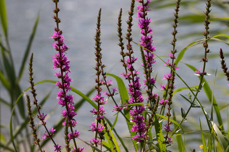 颜色 开花 花园 紫色 花的 领域 美女 植物学 粉红色