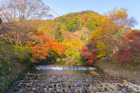 Red maple leaves or fall foliage in colorful autumn season near 