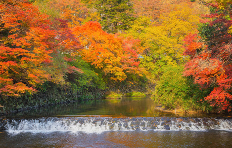 Red maple leaves or fall foliage in colorful autumn season near 