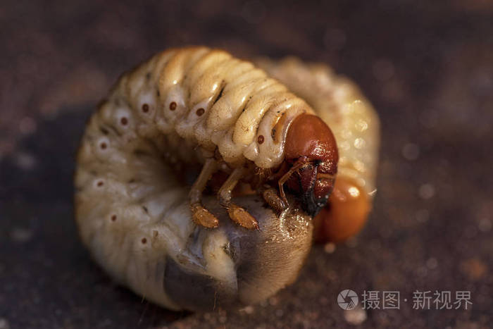 粪甲虫幼虫特写 五月虫幼虫 照片 正版商用图片27g38n 摄图新视界