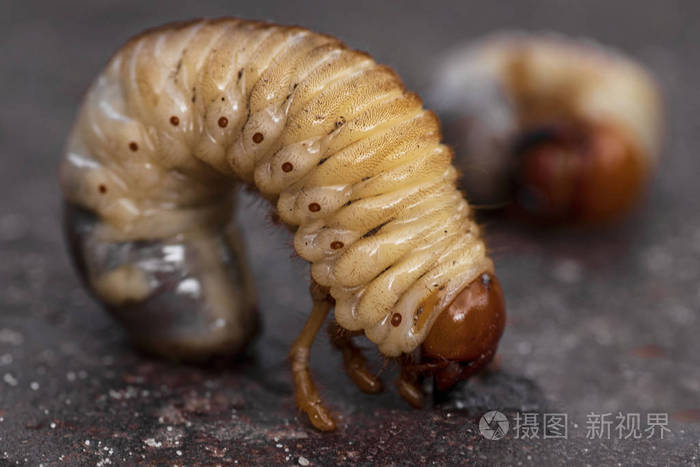 粪甲虫幼虫特写 五月虫幼虫 照片 正版商用图片27g3ek 摄图新视界