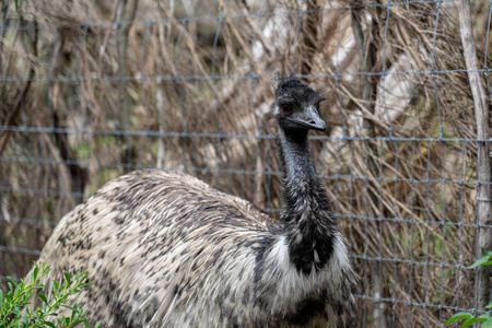 Wildlife AnimalEmu Dromaius Novaehollandiae. 