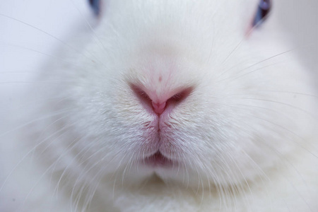 蓝眼睛和白兔.漂亮的兔子照片