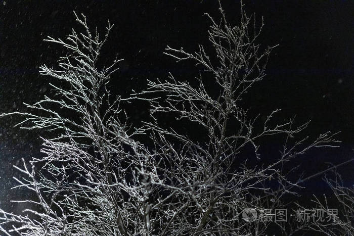 夜空和降雪的背景下树枝在雪地里