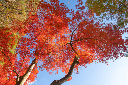 Red maple leaves or fall foliage in colorful autumn season near 