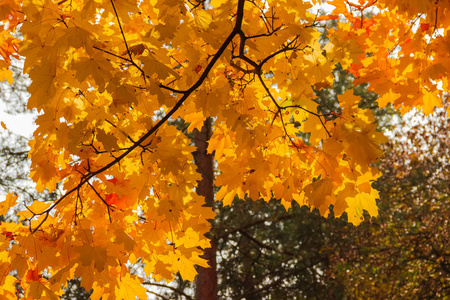 枫树的树枝，秋叶衬托着森林，背景