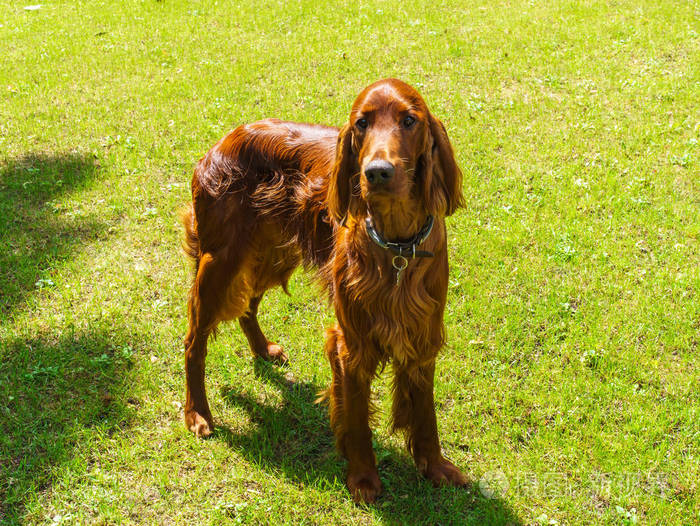 狗在草坪上繁殖棕色的斑点狗