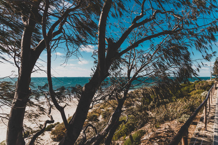 科特斯洛海滩Cottesloe Beach的细节，这是P