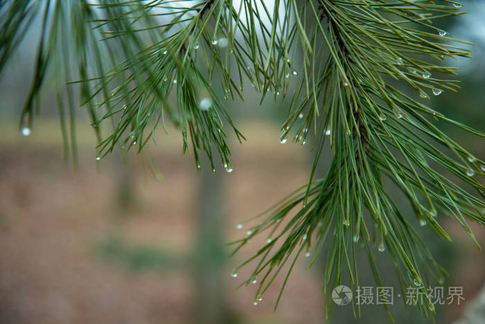 雨点落在松针上松针上的水滴