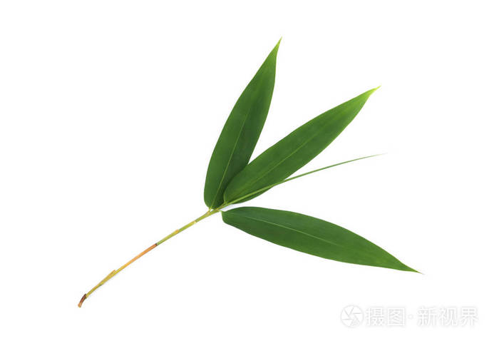 白底竹叶