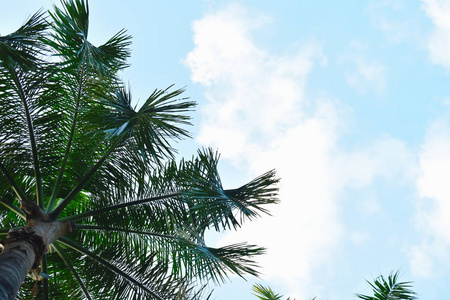 蓝天上的棕榈树。热带的绿色棕榈树。海边的夏日。