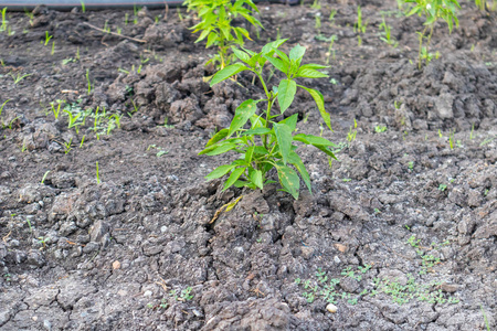 鲜青椒植物特写图片