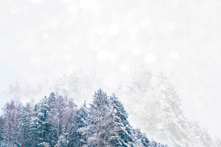  Frozen winter forest with snow covered trees.