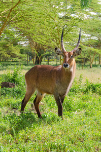 动物 森林 鹿角 游猎 哺乳动物 草地 动物群 雄鹿 肯尼亚