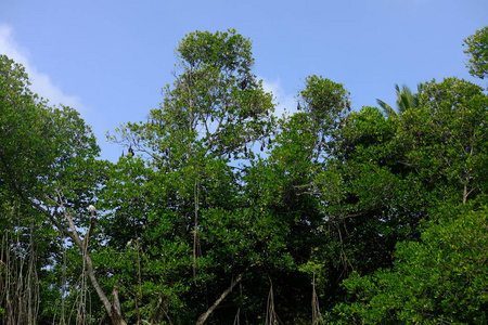 春天 公园 分支 夏天 自然 天空 木材 蝙蝠 植物 森林