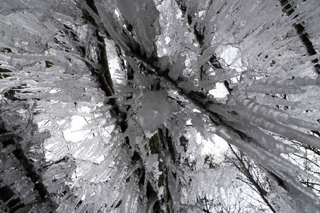 冰柱在树枝上结冰