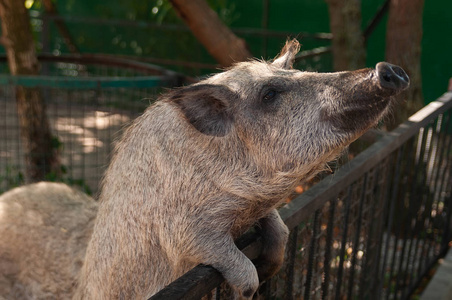 pink pig in the mud	