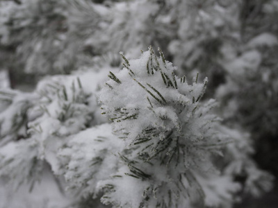 松树上结满了霜，阳光下的雪躺在树枝上。云杉树枝被雪覆盖，特写。冬季背景，