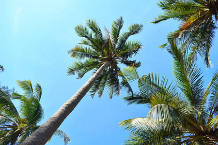 蓝天上的棕榈树。热带的绿色棕榈树。海边的夏日。