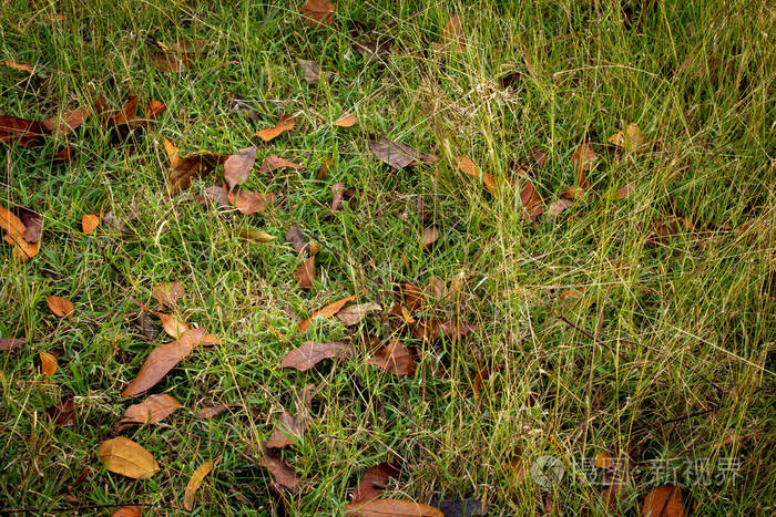 林区参差不齐草地上的枯叶