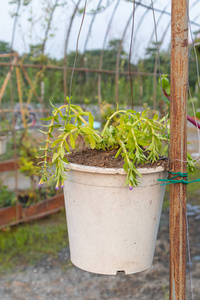 户外装饰新鲜绿色植物