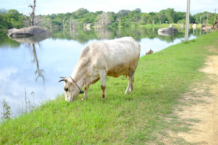 兽群 农业 乳制品 领域 牲畜 自然 奶牛 风景 小牛 农事