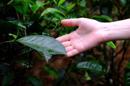 收获 植物 蔬菜 夏天 生长 农业 树叶 农场 照顾 领域