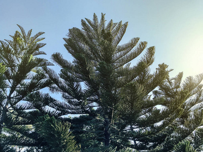 Pine tree with blue sky in the garden 