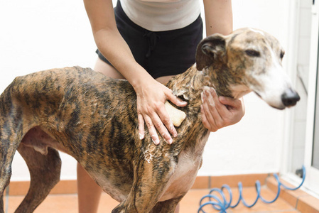 woman soaping the dog  real action 