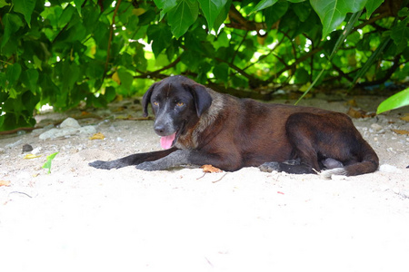 自然 风景 幸福 动物 海洋 小狗 海滩 运行 犬科动物