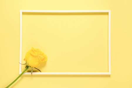 Yellow rose bud in a frame. Minimal style background 