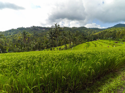 农业 成长 印度尼西亚 夏天 亚洲 旅游业 梯田 小山 山谷