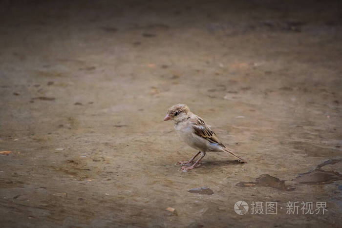 麻雀站在地上寻找食物