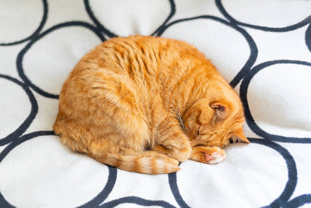 姜黄色的猫蜷缩在毯子上睡觉。