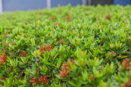 室外花园里美丽的伊克索拉灌木照片