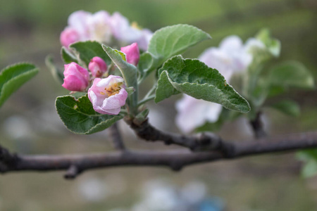 花瓣 水果 植物 花园 苹果花 苹果 花的 粉红色 分支