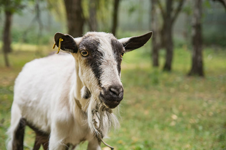 成年山羊在草地上的乡村夏季草地上吃草的特写肖像