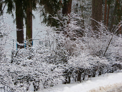 森林里被雪覆盖的树木。第一场雪。