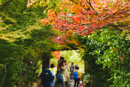 树叶 旅行者 花园 亚洲 大门 观光 季节 森林 旅游业